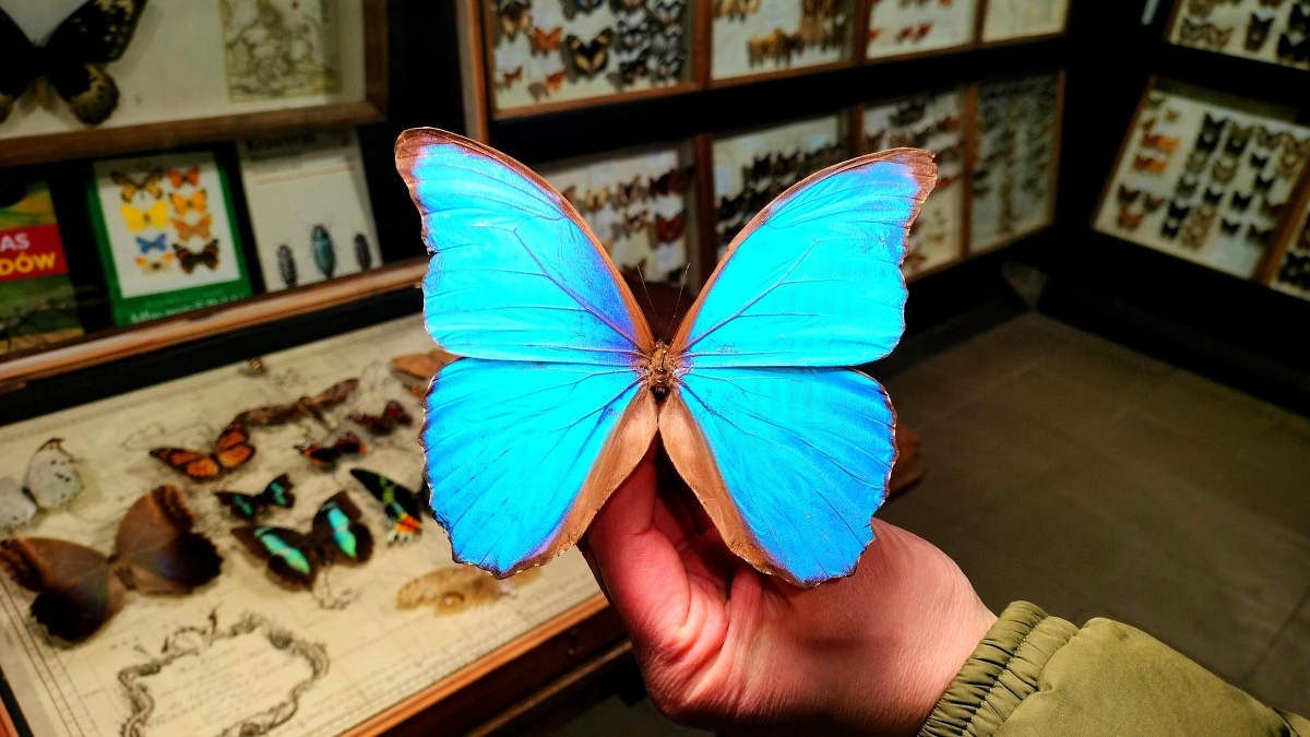 muzeum motyli arthropoda, Bochnia