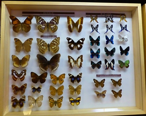 muzeum-motyli-2