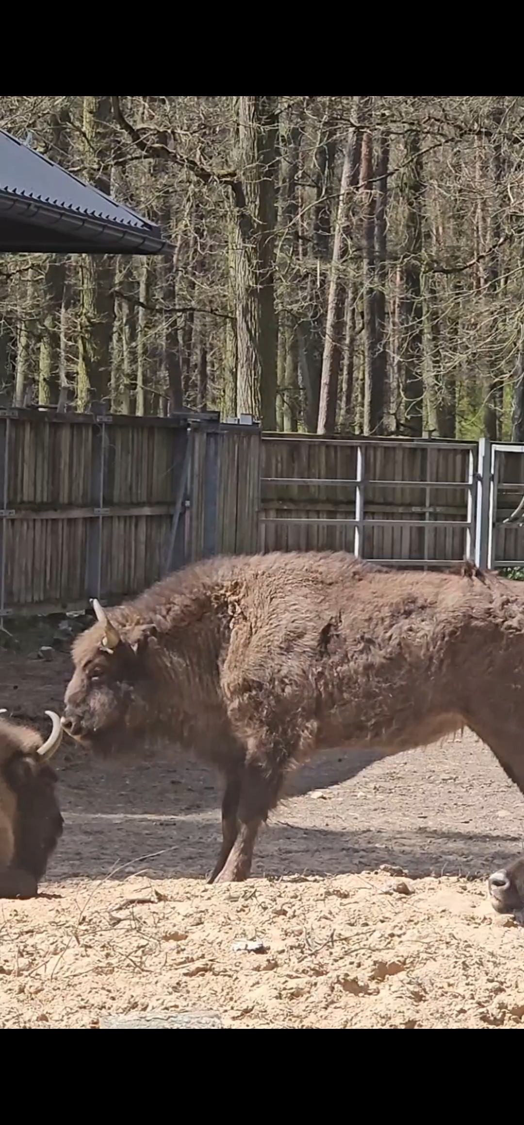 Pokazowa Zagroda Zwierząt w Gołuchowie
