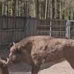 Pokazowa Zagroda Zwierząt w Gołuchowie